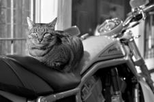 photo noir et blanc chat motard quimper